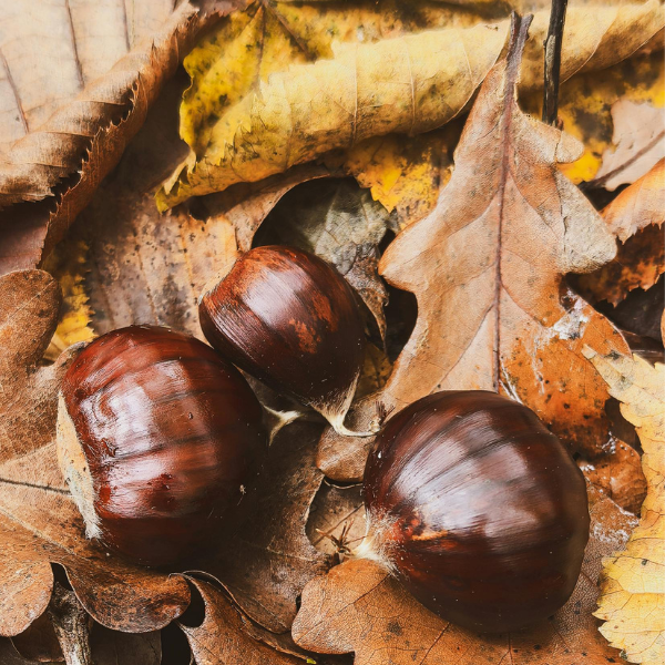 cosa mangiare in salento in autunno piatti tipici tradizione puglia