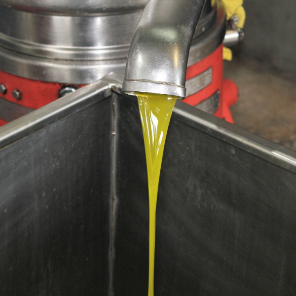 Olio nuovo in Salento – Frantoi e degustazioni